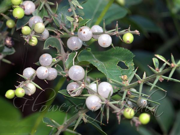 Needle Bush